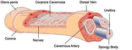 Penis structure